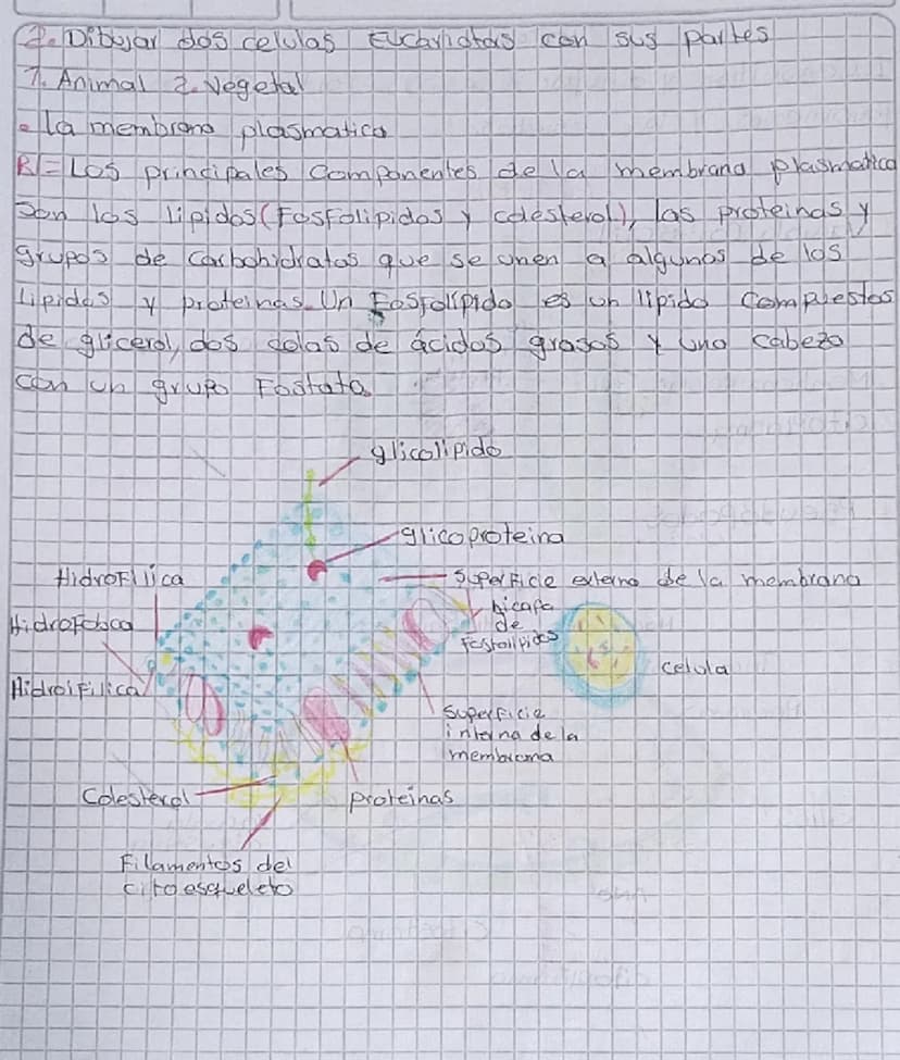 TOREA
1. Consultar y dibujar con sus partes que son
Paramecios y las
amebas
AMEBA
1. Vacola Contráctil
2. Membrana celular
3.citoplasma
4. P