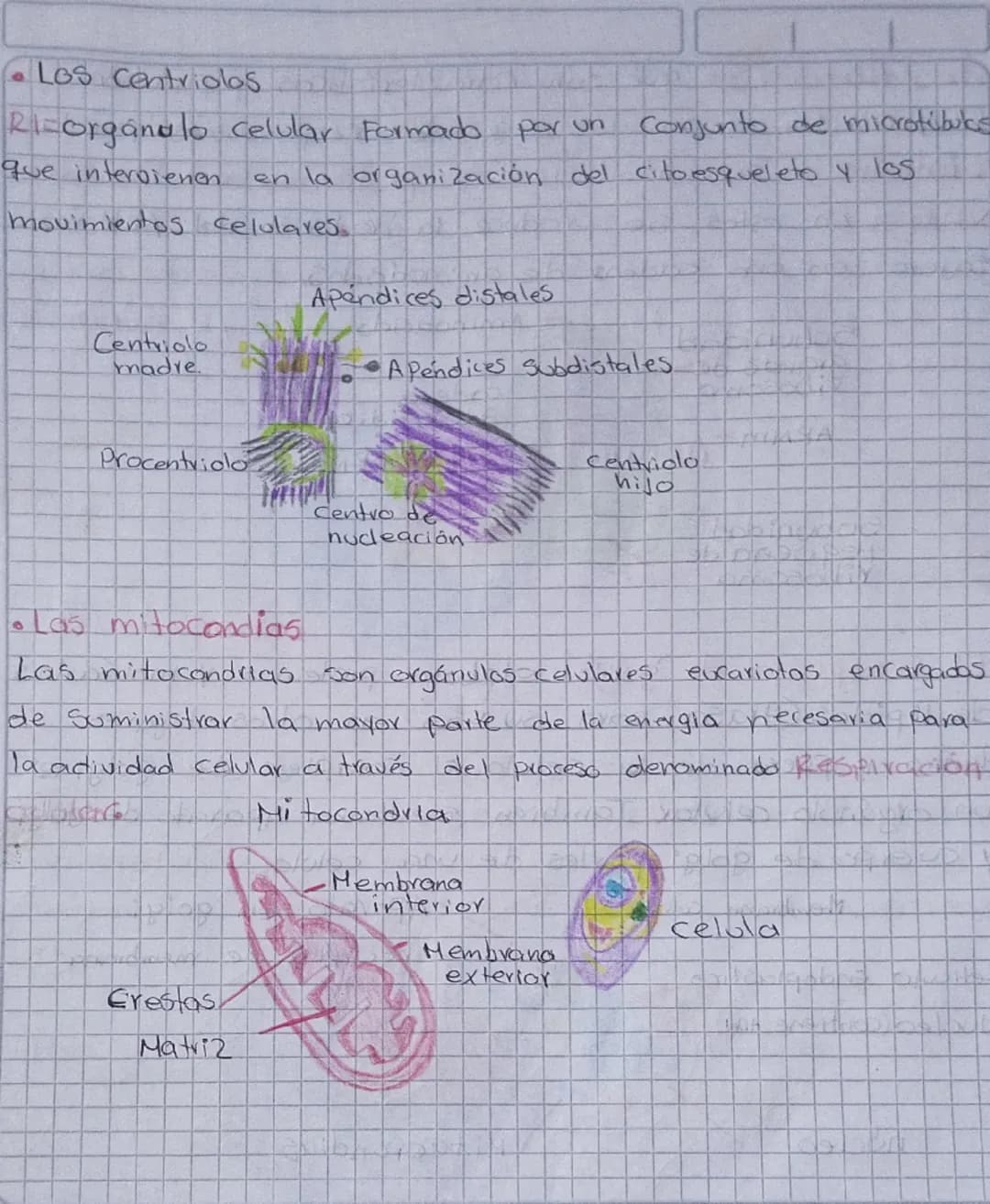 TOREA
1. Consultar y dibujar con sus partes que son
Paramecios y las
amebas
AMEBA
1. Vacola Contráctil
2. Membrana celular
3.citoplasma
4. P