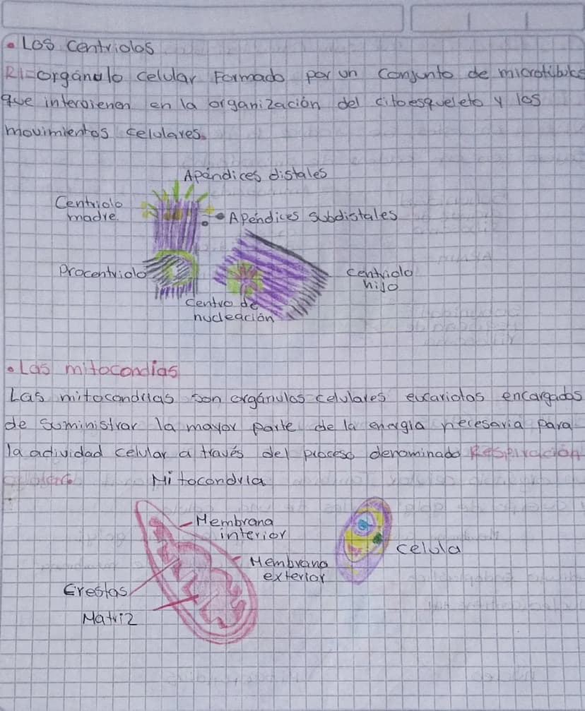 TOREA
1. Consultar y dibujar con sus partes que son
Paramecios y las
amebas
AMEBA
1. Vacola Contráctil
2. Membrana celular
3.citoplasma
4. P