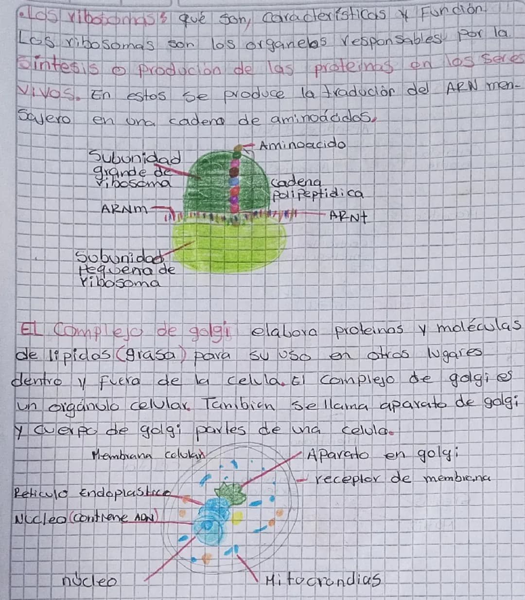 TOREA
1. Consultar y dibujar con sus partes que son
Paramecios y las
amebas
AMEBA
1. Vacola Contráctil
2. Membrana celular
3.citoplasma
4. P