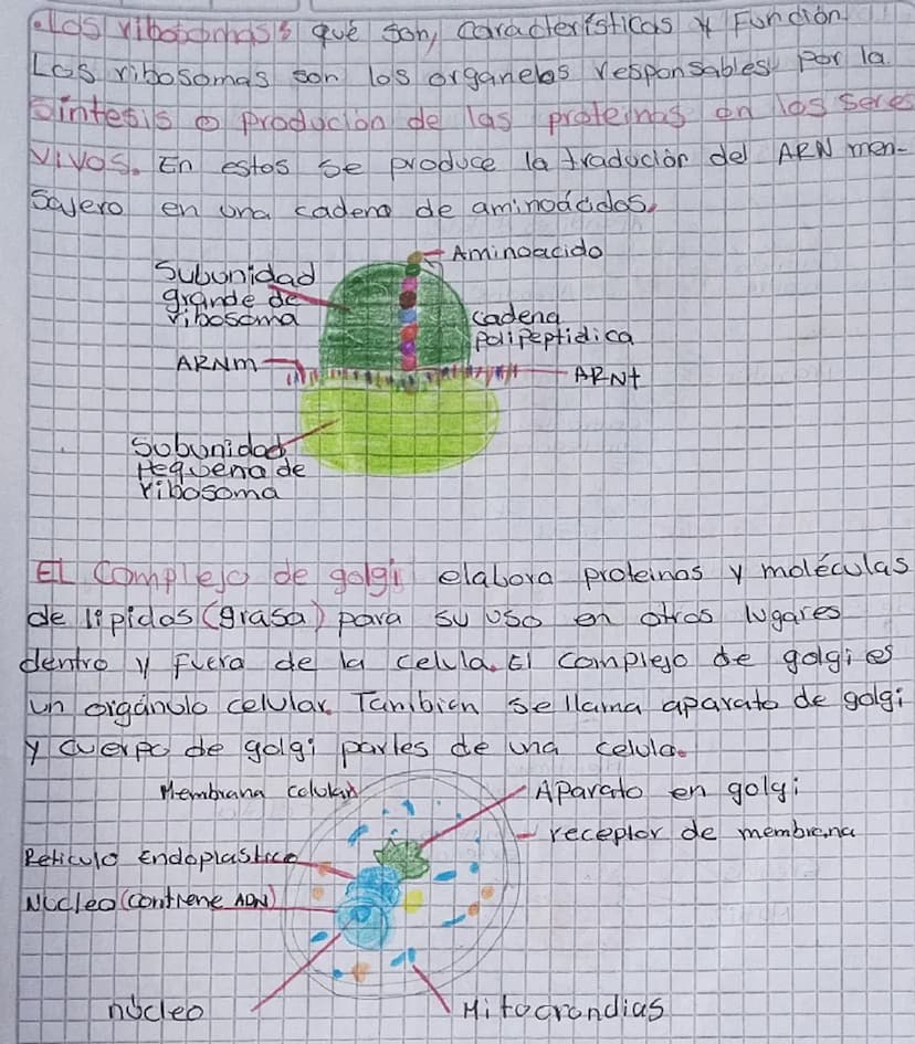 TOREA
1. Consultar y dibujar con sus partes que son
Paramecios y las
amebas
AMEBA
1. Vacola Contráctil
2. Membrana celular
3.citoplasma
4. P