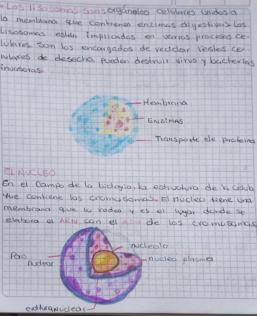 TOREA
1. Consultar y dibujar con sus partes que son
Paramecios y las
amebas
AMEBA
1. Vacola Contráctil
2. Membrana celular
3.citoplasma
4. P