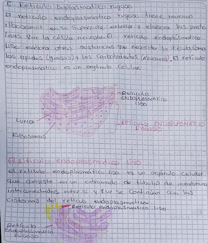 TOREA
1. Consultar y dibujar con sus partes que son
Paramecios y las
amebas
AMEBA
1. Vacola Contráctil
2. Membrana celular
3.citoplasma
4. P