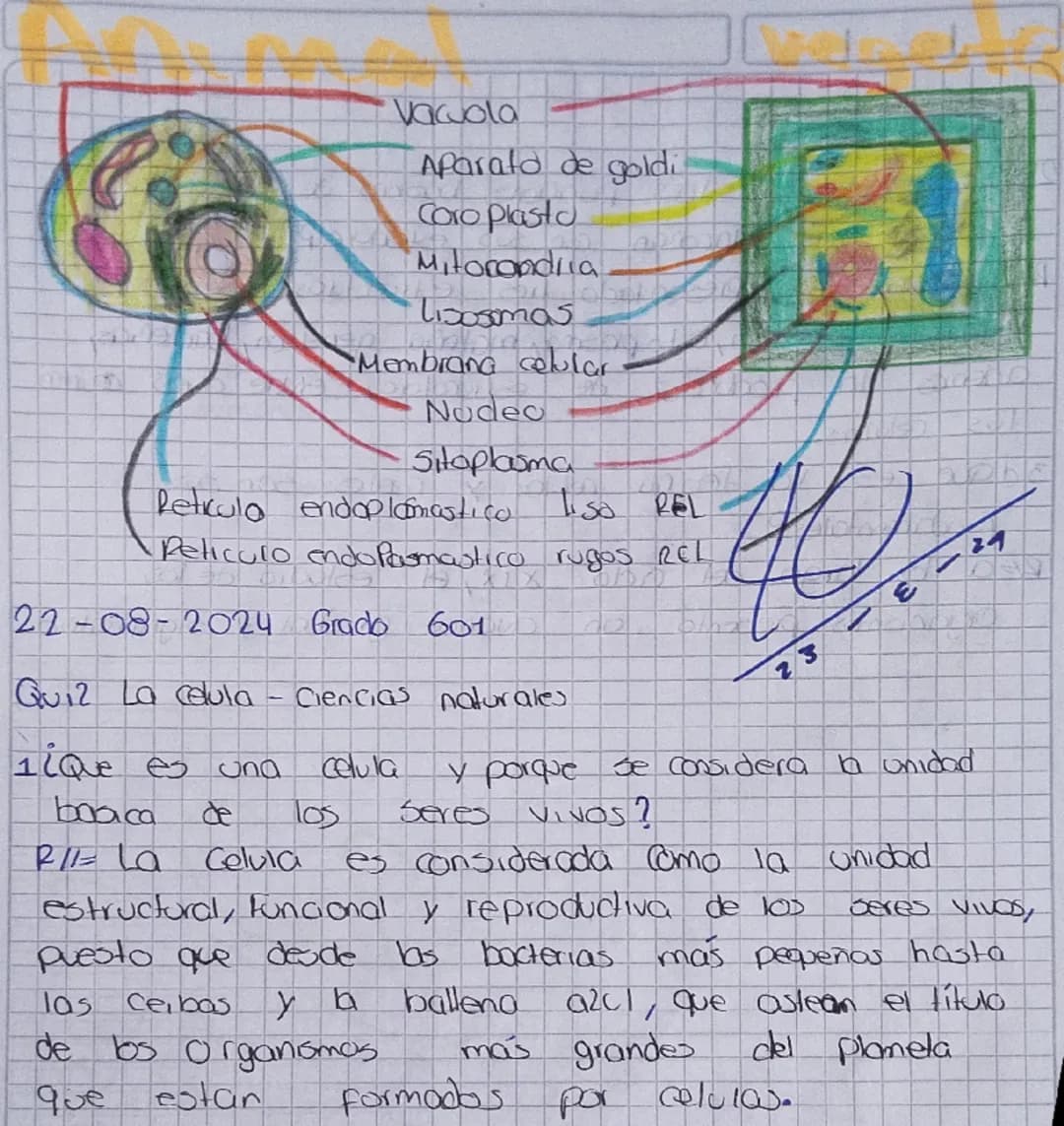 TOREA
1. Consultar y dibujar con sus partes que son
Paramecios y las
amebas
AMEBA
1. Vacola Contráctil
2. Membrana celular
3.citoplasma
4. P