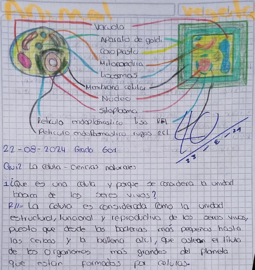 TOREA
1. Consultar y dibujar con sus partes que son
Paramecios y las
amebas
AMEBA
1. Vacola Contráctil
2. Membrana celular
3.citoplasma
4. P