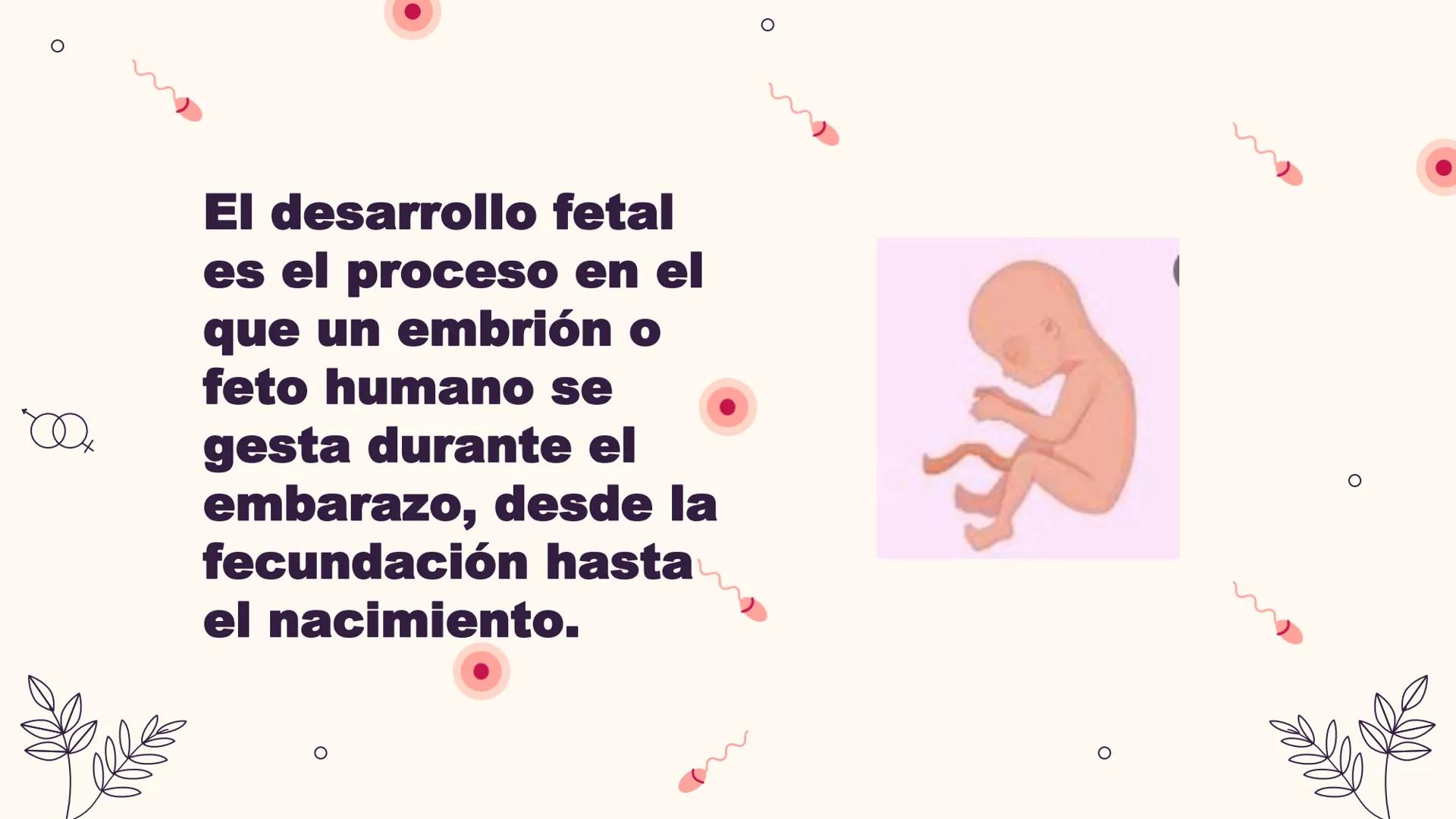 # Desarrollo:

Fetal

Integrantes: El desarrollo fetal
es el proceso en el
que un embrión o
feto humano se
gesta durante el
embarazo, desde 