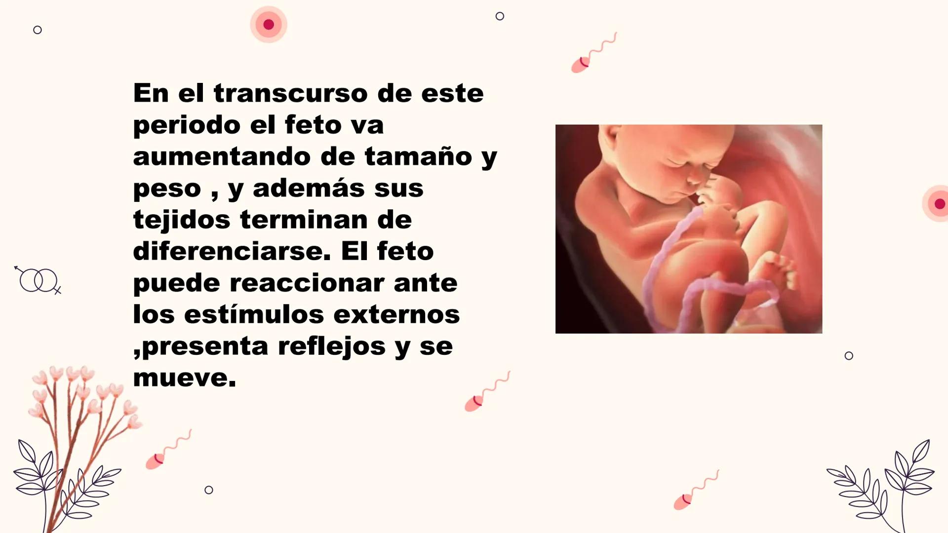 # Desarrollo:

Fetal

Integrantes: El desarrollo fetal
es el proceso en el
que un embrión o
feto humano se
gesta durante el
embarazo, desde 