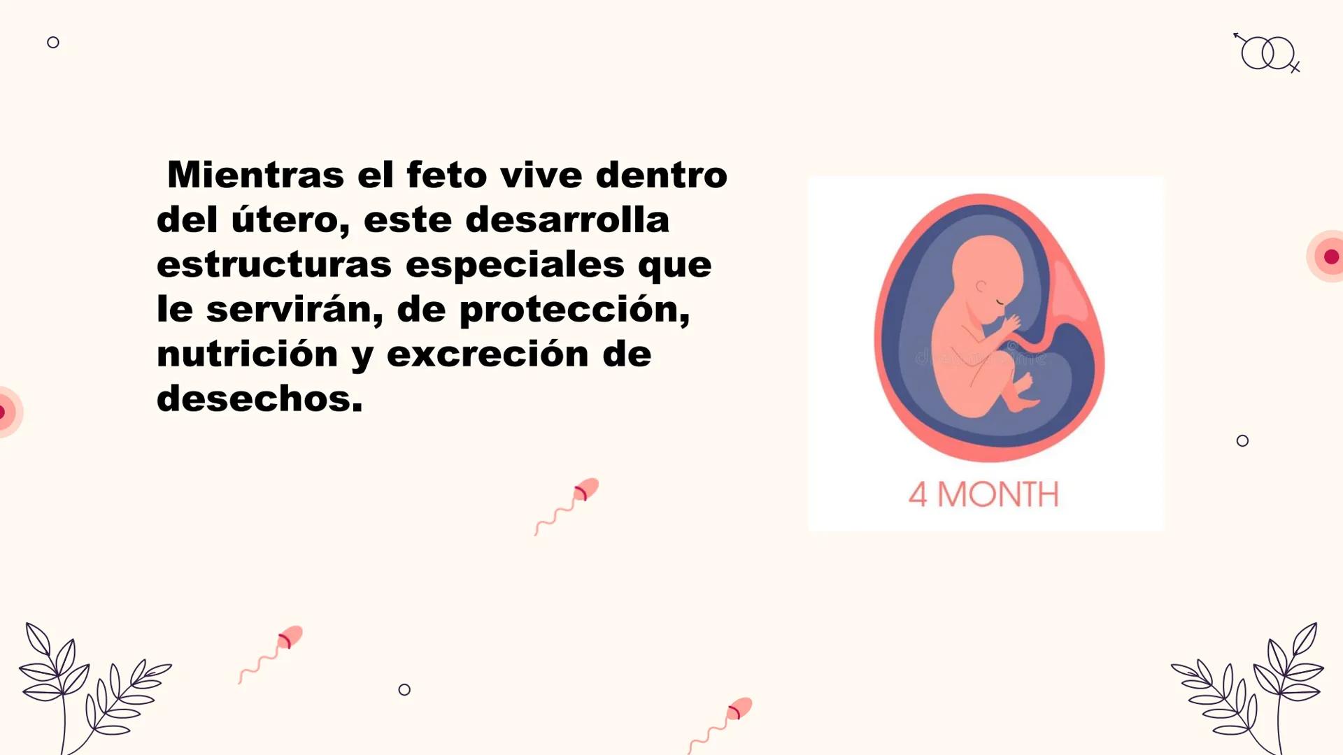 # Desarrollo:

Fetal

Integrantes: El desarrollo fetal
es el proceso en el
que un embrión o
feto humano se
gesta durante el
embarazo, desde 