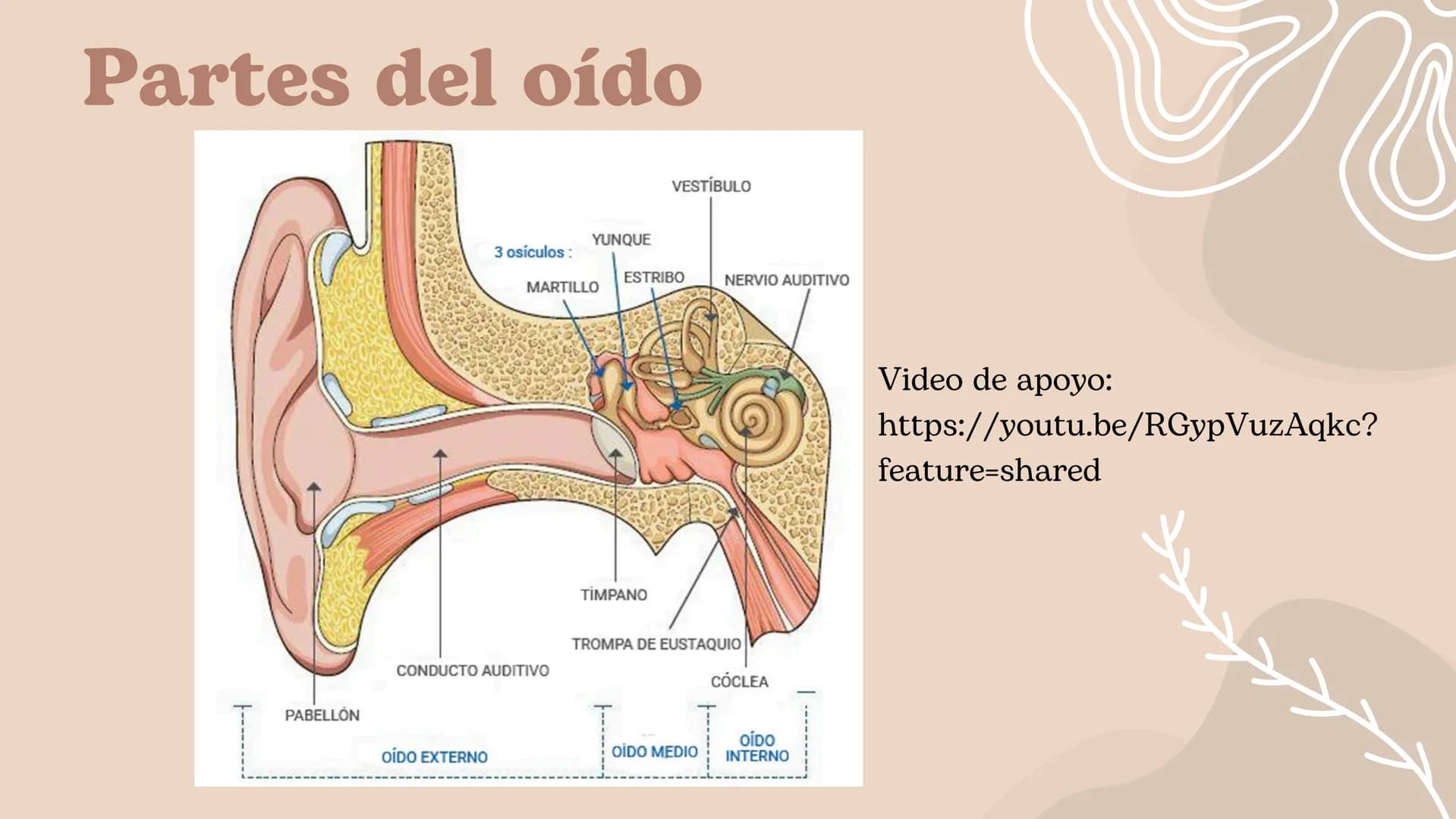 Discapacidad
Auditiva Hablaremos de:
• ¿Cuál es el sentido de audición?
• ¿Por qué se pierde este sentido?
. Adquirido o congénito
• Partes 
