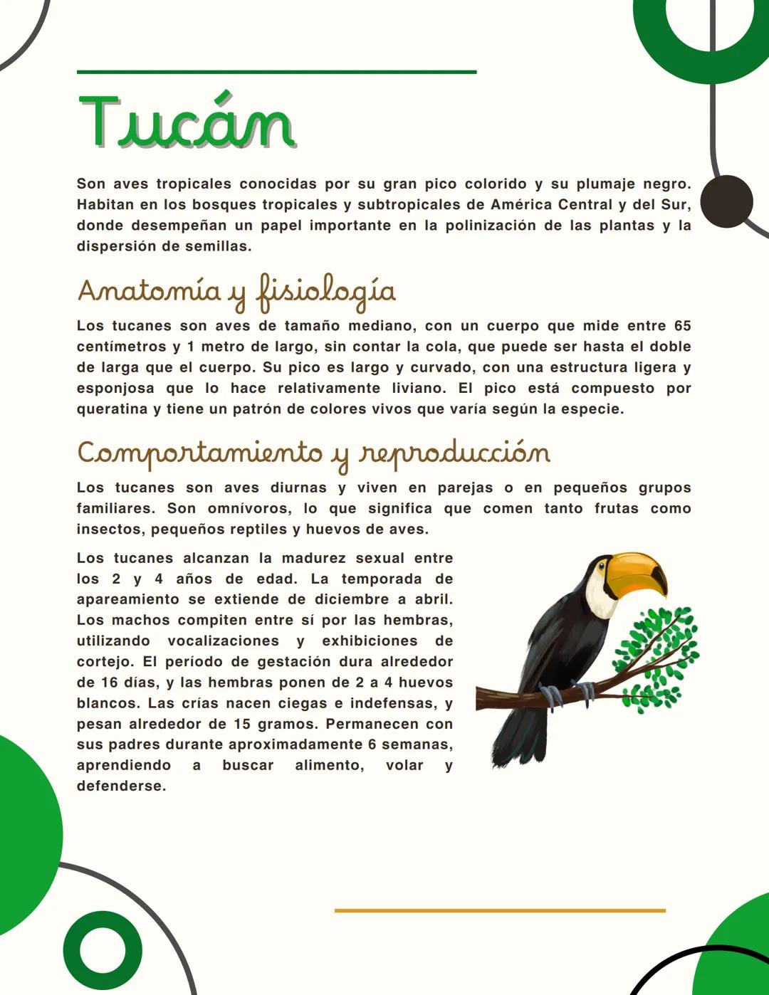 # Tucán

Son aves tropicales conocidas por su gran pico colorido y su plumaje negro.
Habitan en los bosques tropicales y subtropicales de Am