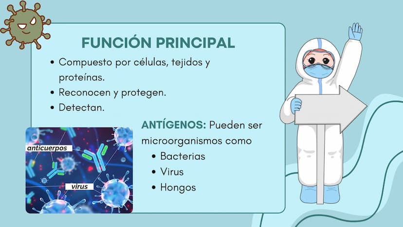 FUNCIÓN PRINCIPAL
•
Compuesto por células, tejidos y
proteínas.
• Reconocen y protegen.
• Detectan.
anticuerpos
ANTÍGENOS: Pueden ser
microo