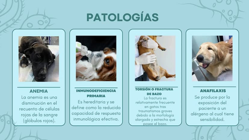 FUNCIÓN PRINCIPAL
•
Compuesto por células, tejidos y
proteínas.
• Reconocen y protegen.
• Detectan.
anticuerpos
ANTÍGENOS: Pueden ser
microo