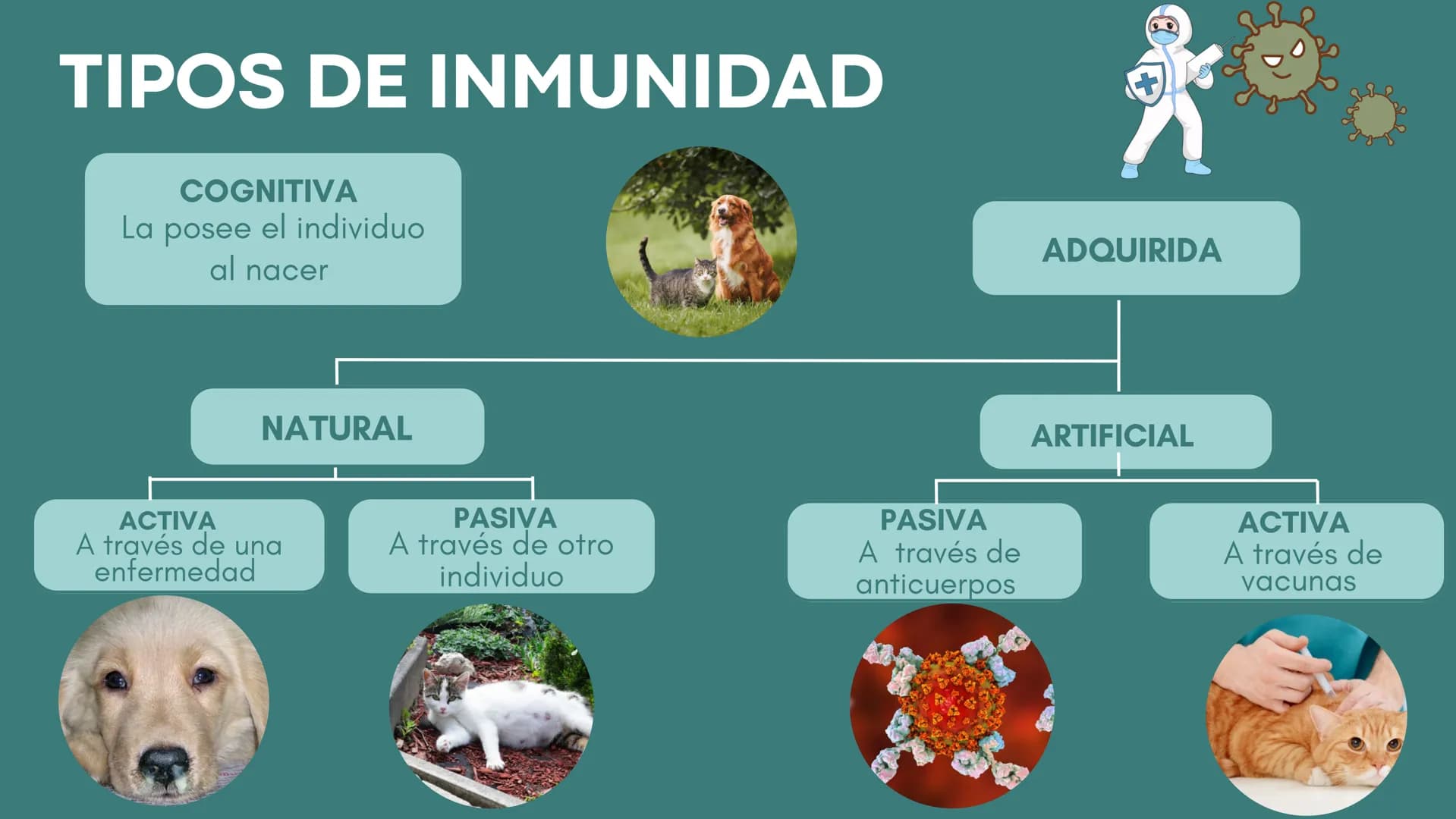 FUNCIÓN PRINCIPAL
•
Compuesto por células, tejidos y
proteínas.
• Reconocen y protegen.
• Detectan.
anticuerpos
ANTÍGENOS: Pueden ser
microo