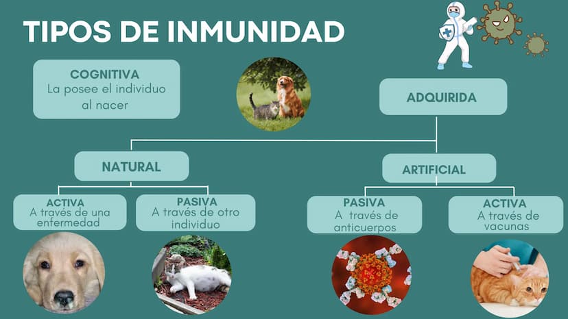 FUNCIÓN PRINCIPAL
•
Compuesto por células, tejidos y
proteínas.
• Reconocen y protegen.
• Detectan.
anticuerpos
ANTÍGENOS: Pueden ser
microo