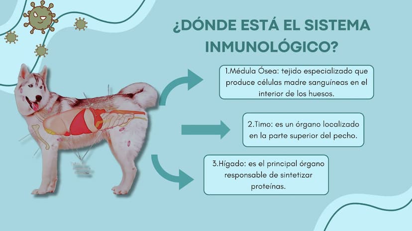 FUNCIÓN PRINCIPAL
•
Compuesto por células, tejidos y
proteínas.
• Reconocen y protegen.
• Detectan.
anticuerpos
ANTÍGENOS: Pueden ser
microo