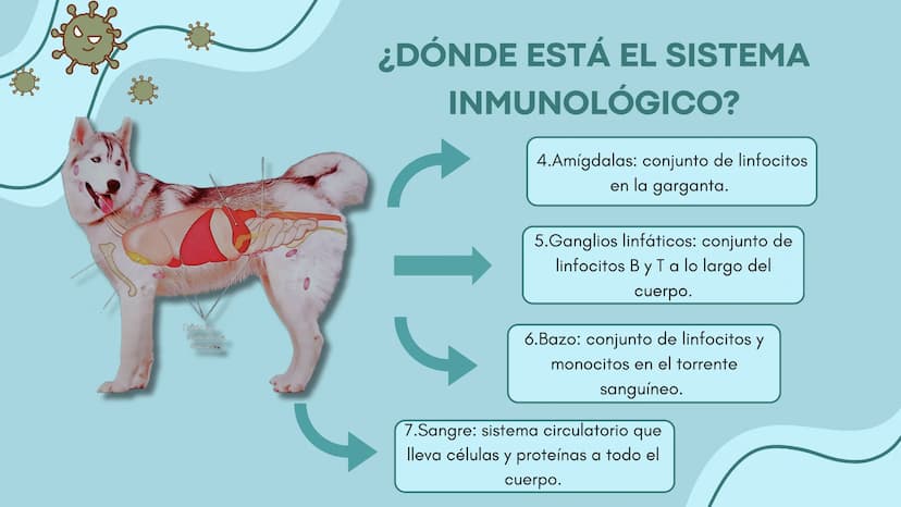 FUNCIÓN PRINCIPAL
•
Compuesto por células, tejidos y
proteínas.
• Reconocen y protegen.
• Detectan.
anticuerpos
ANTÍGENOS: Pueden ser
microo