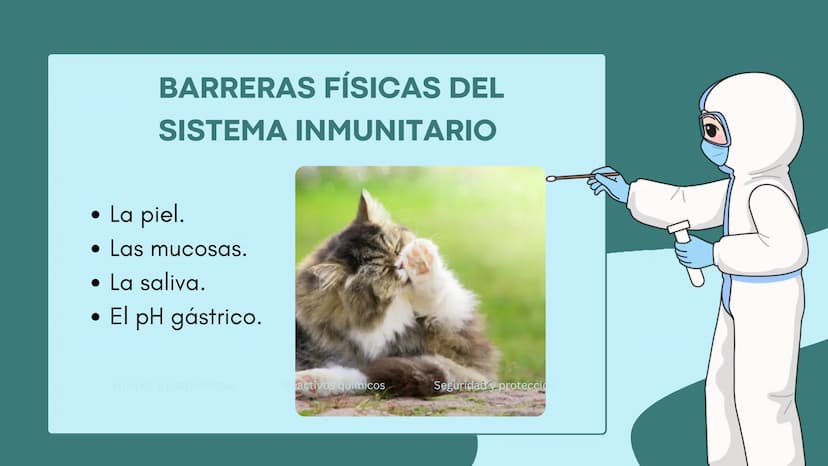 FUNCIÓN PRINCIPAL
•
Compuesto por células, tejidos y
proteínas.
• Reconocen y protegen.
• Detectan.
anticuerpos
ANTÍGENOS: Pueden ser
microo