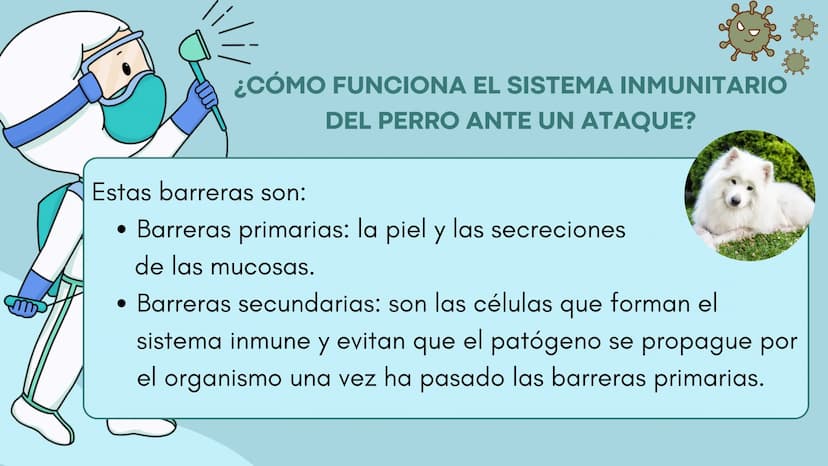 FUNCIÓN PRINCIPAL
•
Compuesto por células, tejidos y
proteínas.
• Reconocen y protegen.
• Detectan.
anticuerpos
ANTÍGENOS: Pueden ser
microo