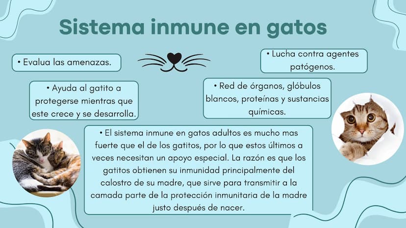 FUNCIÓN PRINCIPAL
•
Compuesto por células, tejidos y
proteínas.
• Reconocen y protegen.
• Detectan.
anticuerpos
ANTÍGENOS: Pueden ser
microo