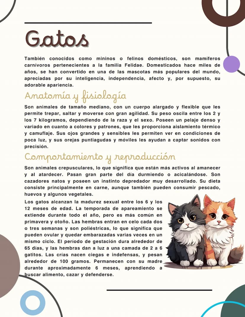 Gatos
También conocidos como mininos o felinos domésticos, son mamíferos
carnívoros pertenecientes a la familia Felidae. Domesticados hace m