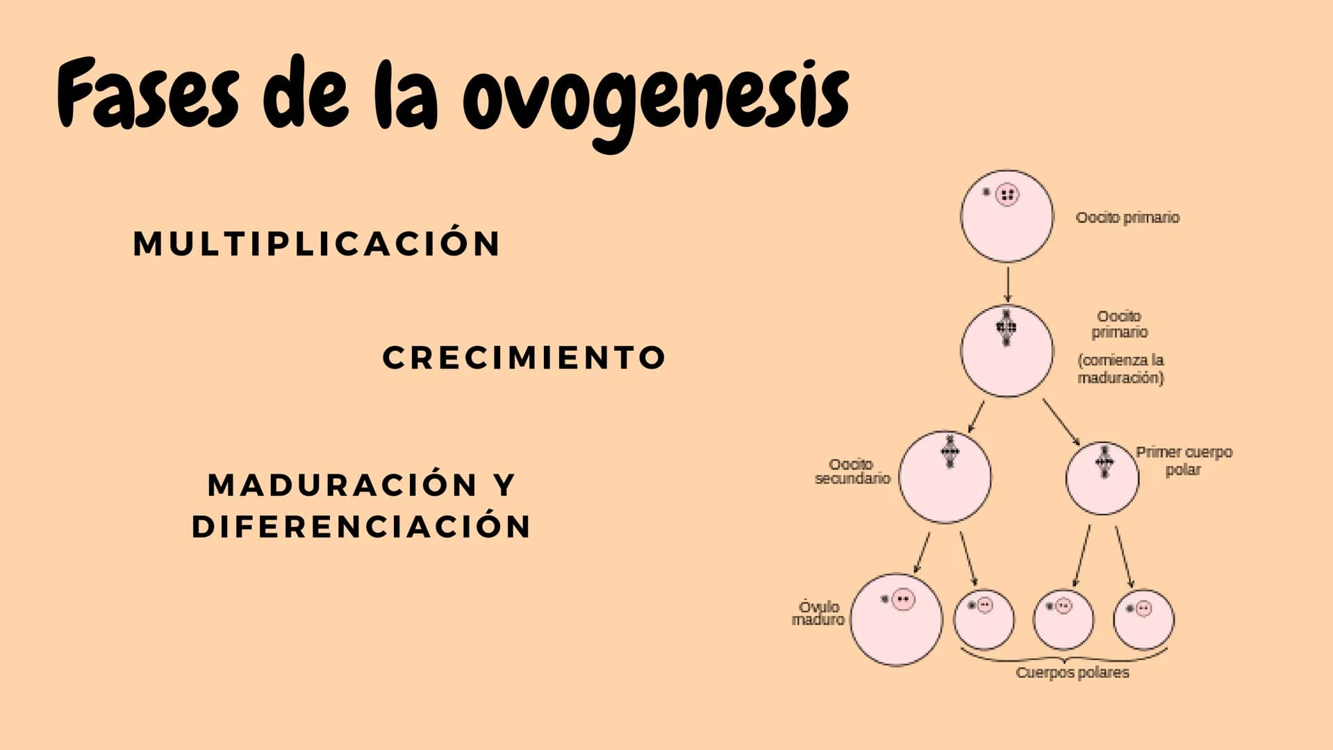 III
Reproduccion
en seres
humanos
La reproducción humana es un
proceso sexual en el que se crean
nuevos seres humanos y exige la
participaci
