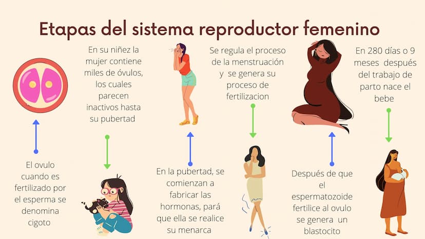 III
Reproduccion
en seres
humanos
La reproducción humana es un
proceso sexual en el que se crean
nuevos seres humanos y exige la
participaci