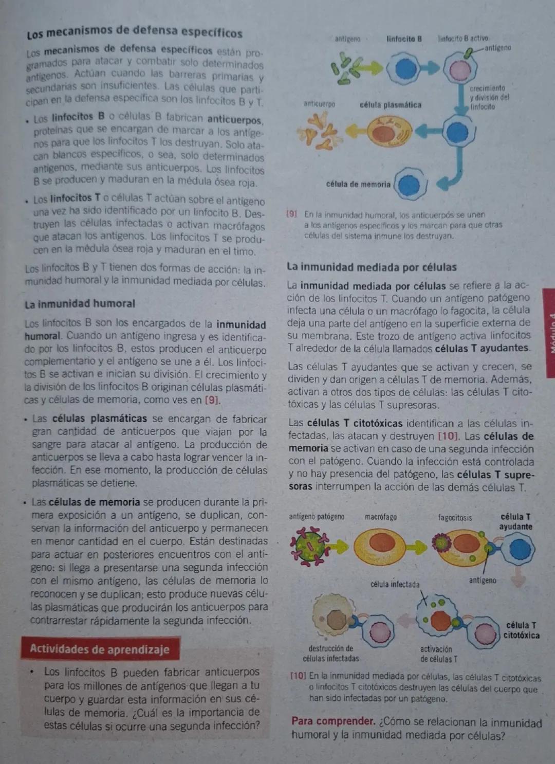 Secuencia 13 El sistema inmune
del ser humano
Biología
¿Cómo está conformado
el sistema inmune?
El sistema inmune protege al cuerpo ya que e