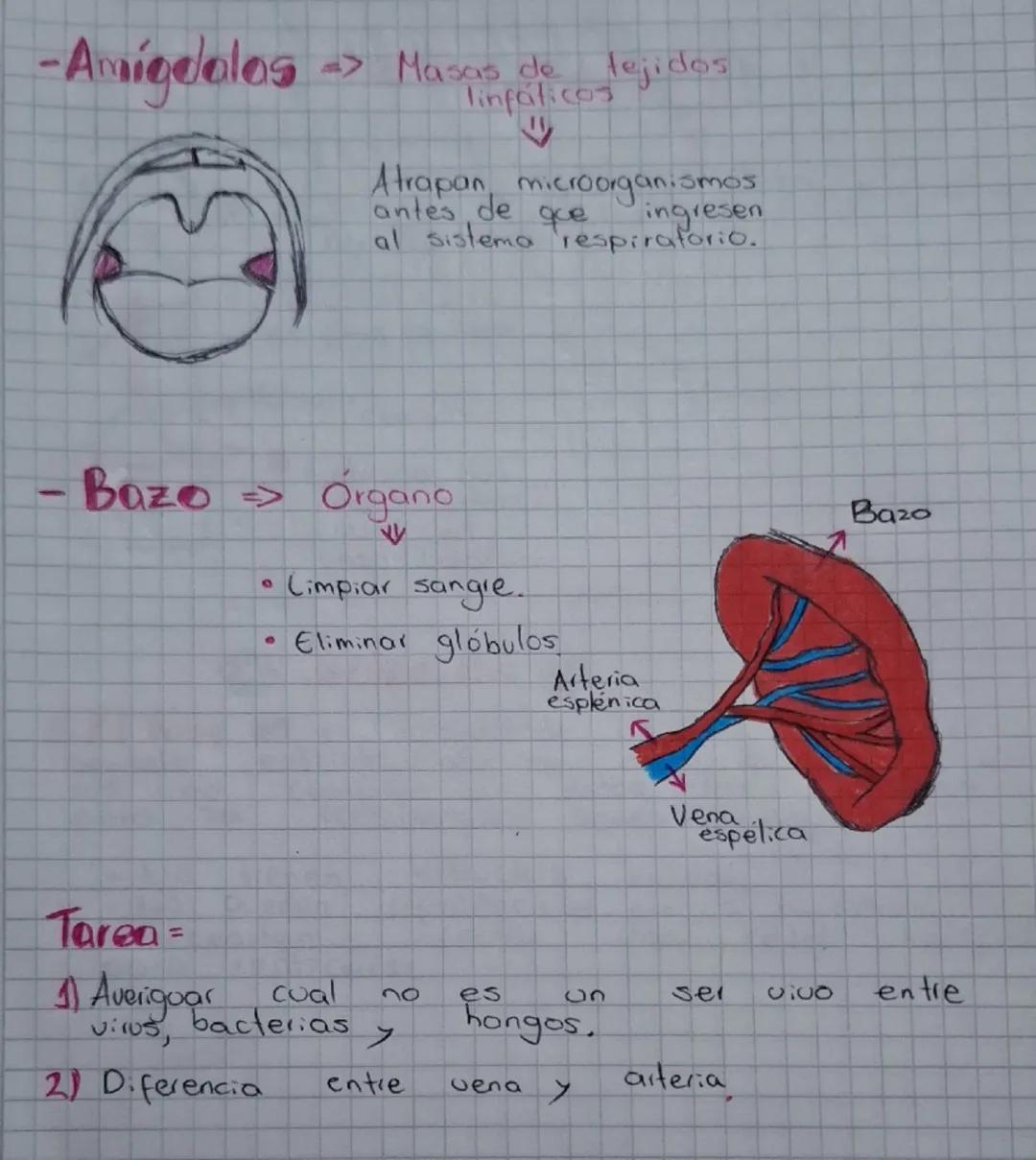 Secuencia 13 El sistema inmune
del ser humano
Biología
¿Cómo está conformado
el sistema inmune?
El sistema inmune protege al cuerpo ya que e