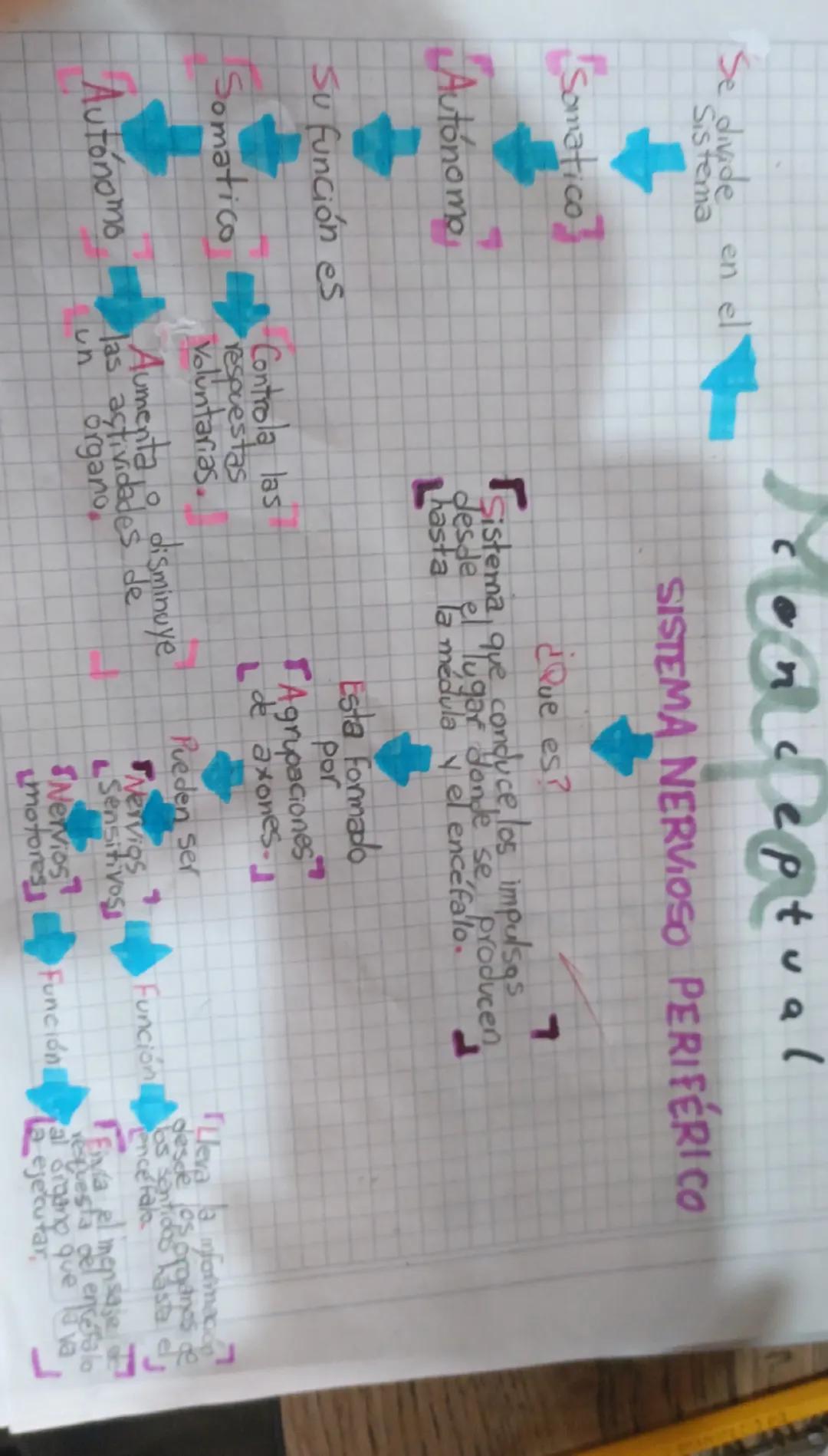 Se divide en el
Sistema
Somatico
Autonomo
Su función es
Somatico
Autonomo
onceptual
SISTEMA NERVIOSO PERIFÉRICO
¿Que es?
Sistema que conduce