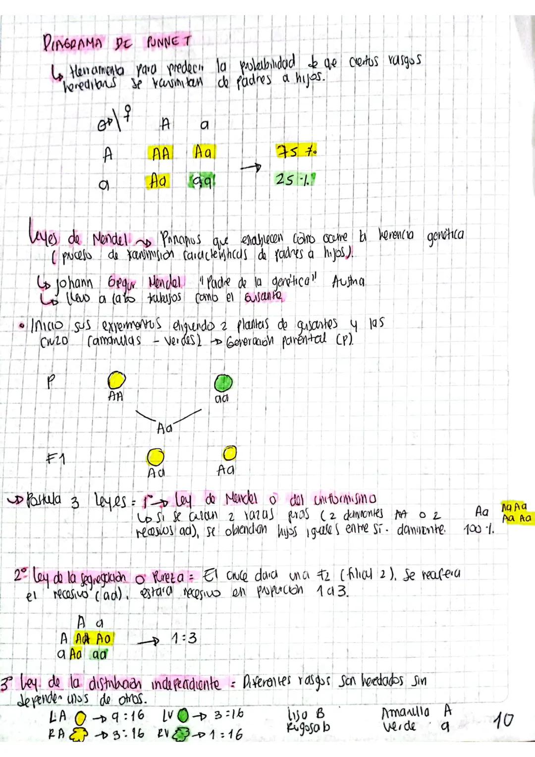 # PIAGRAMA DE PUNNET

Lo Herramenta para predecir la parlerbilidad de ge ciertos rasgos
hereditans se ravimitan de padres a hijos.

우

OP

A