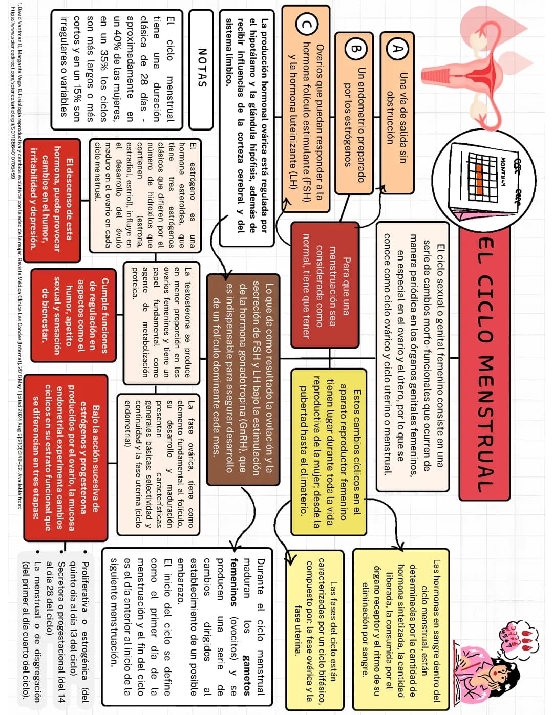 CICLO MESTRUAL