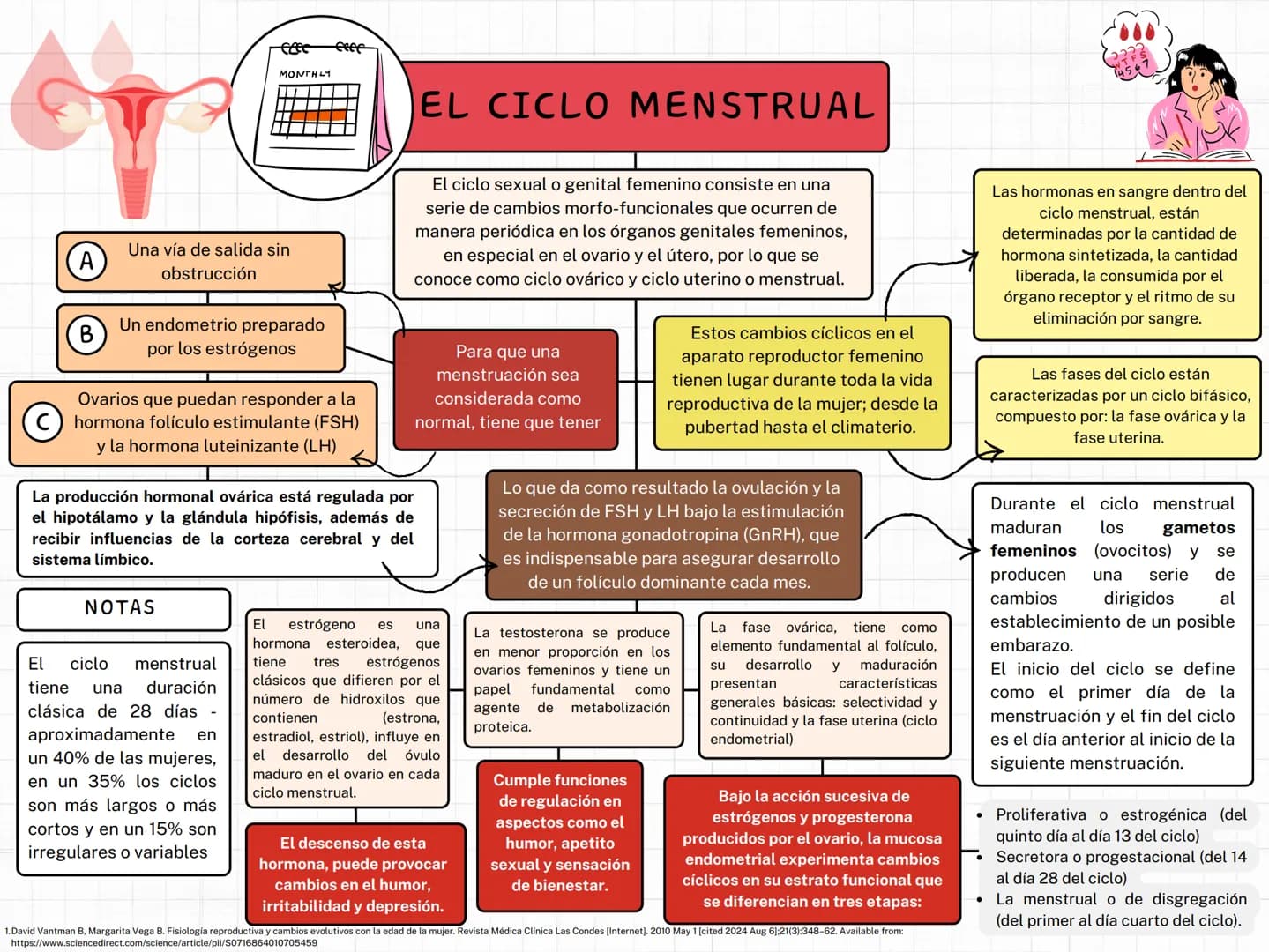 MONTHLY
eeee
EL CICLO MENSTRUAL
A
Una vía de salida sin
obstrucción
B
Un endometrio preparado
por los estrógenos
Ovarios que puedan responde