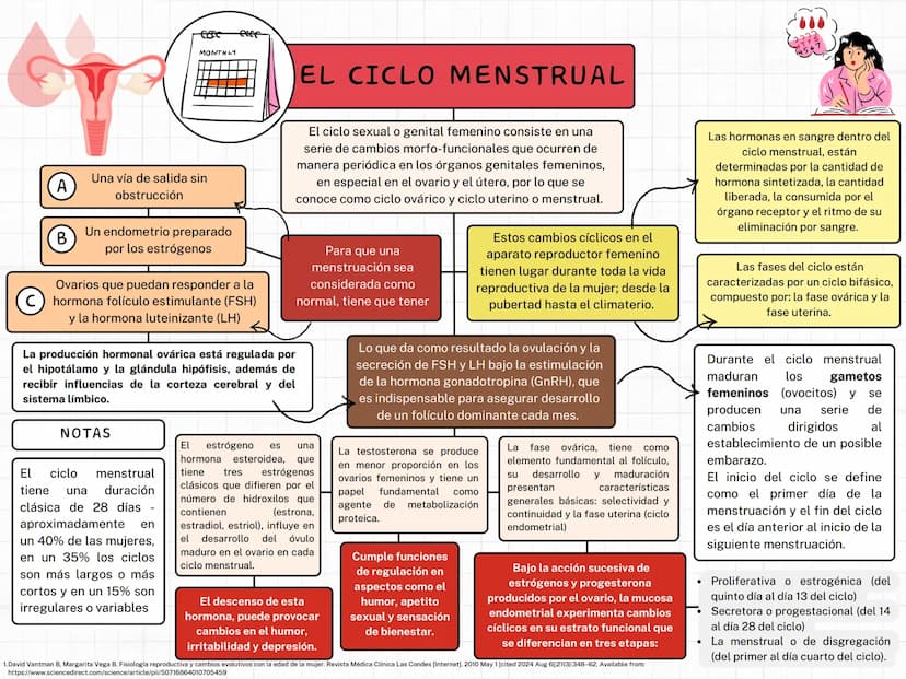 MONTHLY
eeee
EL CICLO MENSTRUAL
A
Una vía de salida sin
obstrucción
B
Un endometrio preparado
por los estrógenos
Ovarios que puedan responde