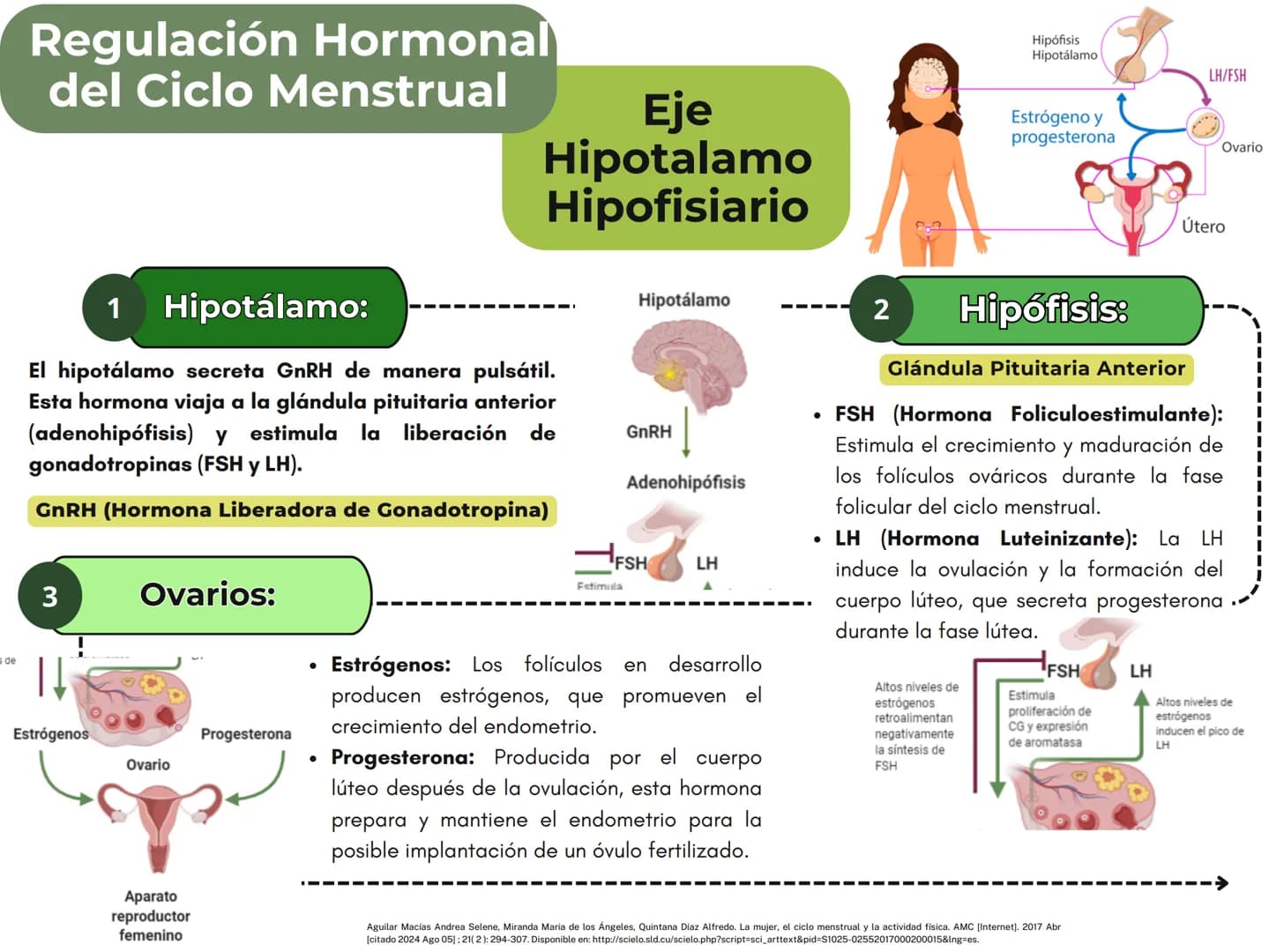 MONTHLY
eeee
EL CICLO MENSTRUAL
A
Una vía de salida sin
obstrucción
B
Un endometrio preparado
por los estrógenos
Ovarios que puedan responde
