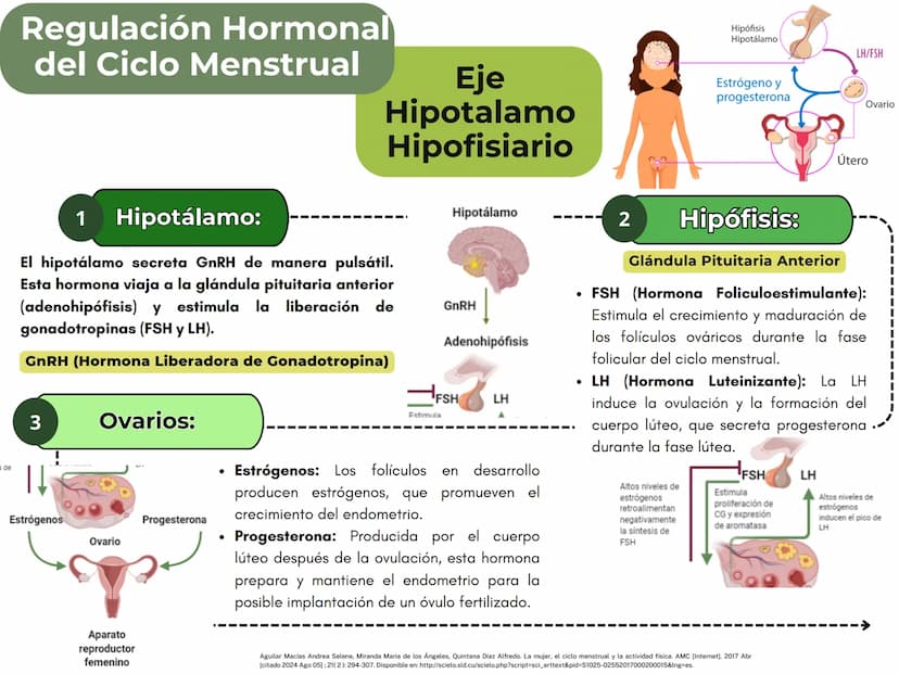 MONTHLY
eeee
EL CICLO MENSTRUAL
A
Una vía de salida sin
obstrucción
B
Un endometrio preparado
por los estrógenos
Ovarios que puedan responde