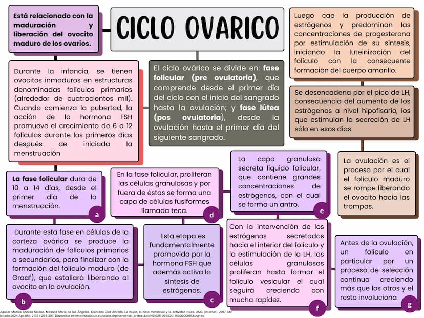MONTHLY
eeee
EL CICLO MENSTRUAL
A
Una vía de salida sin
obstrucción
B
Un endometrio preparado
por los estrógenos
Ovarios que puedan responde