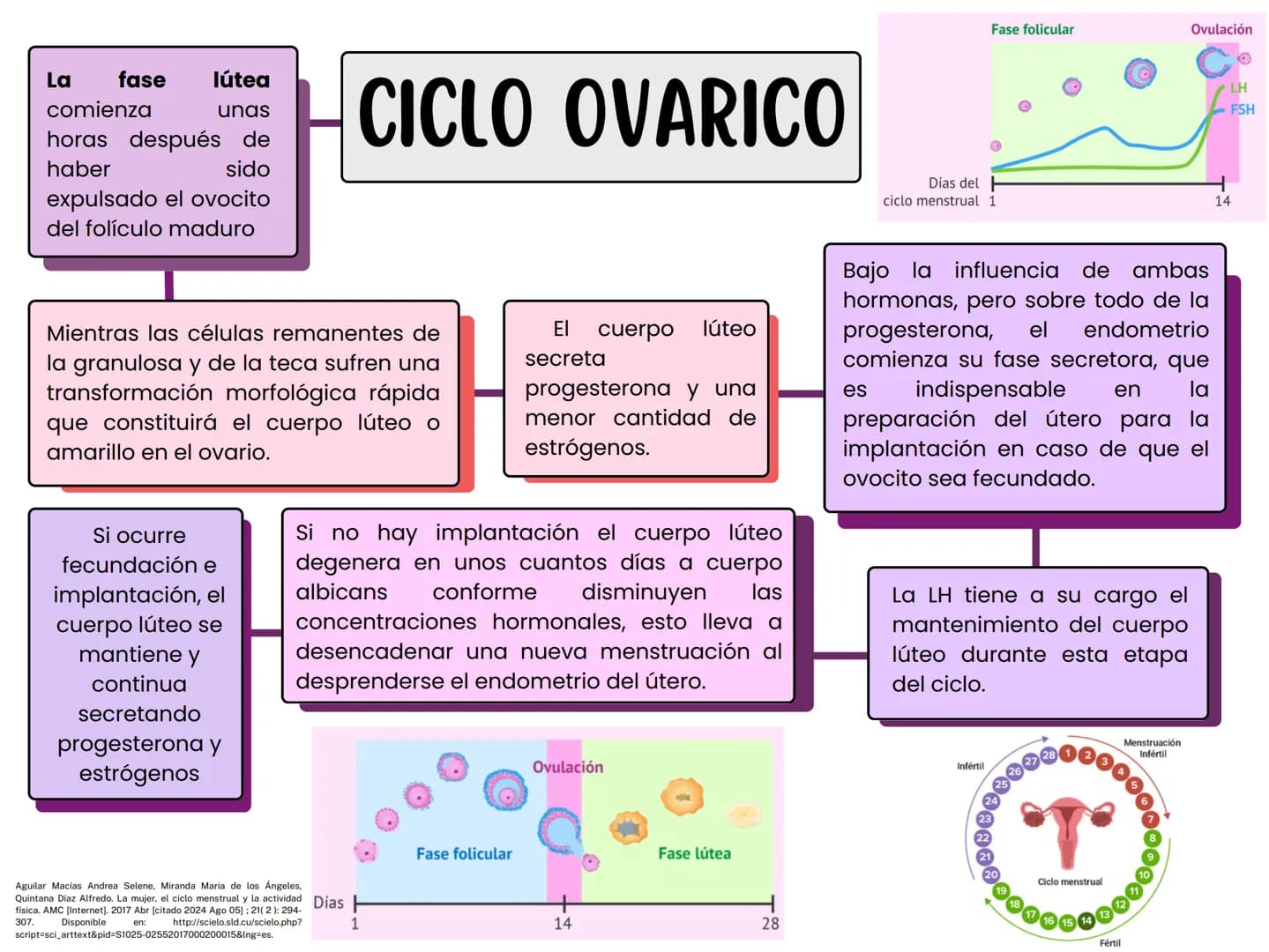 MONTHLY
eeee
EL CICLO MENSTRUAL
A
Una vía de salida sin
obstrucción
B
Un endometrio preparado
por los estrógenos
Ovarios que puedan responde