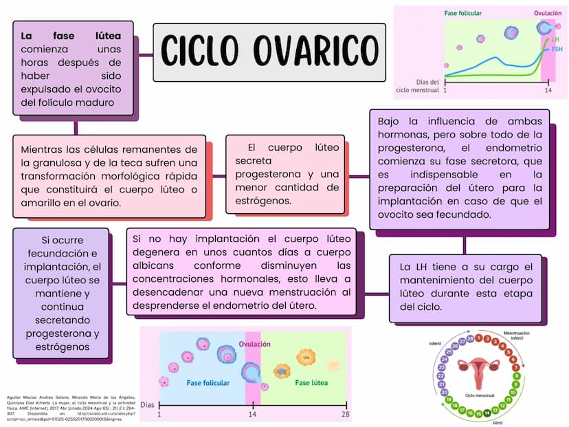 MONTHLY
eeee
EL CICLO MENSTRUAL
A
Una vía de salida sin
obstrucción
B
Un endometrio preparado
por los estrógenos
Ovarios que puedan responde