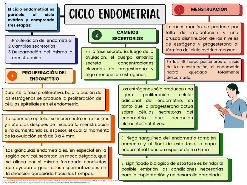 MONTHLY
eeee
EL CICLO MENSTRUAL
A
Una vía de salida sin
obstrucción
B
Un endometrio preparado
por los estrógenos
Ovarios que puedan responde