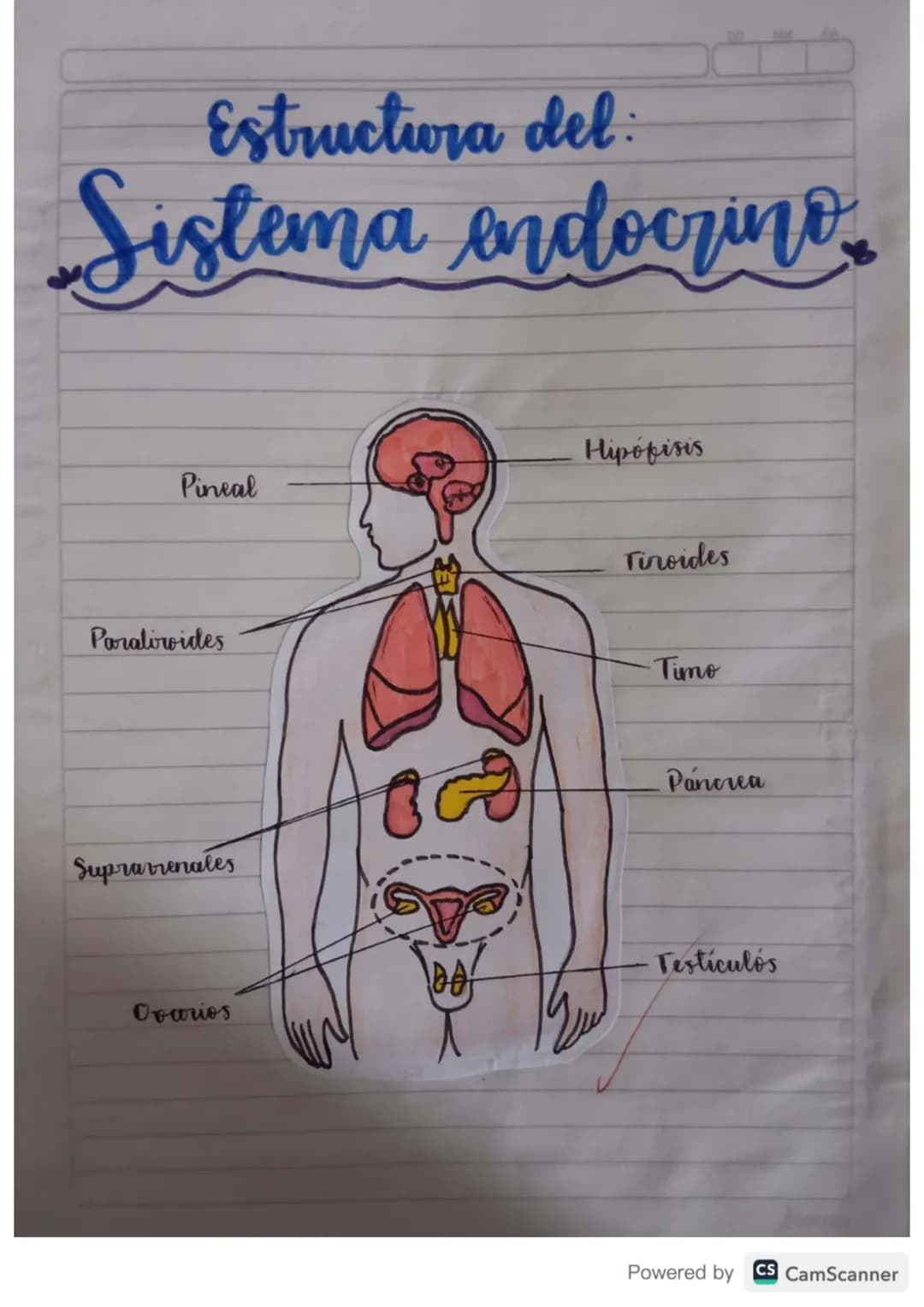 Estructura del
Sistema endocrino
Hipofisis
Pineal
Paraliroides
Tinoides
-Timo
Suprarrenales
Pancrea
Ovarios
Testiculós
Powered by CS CamScan