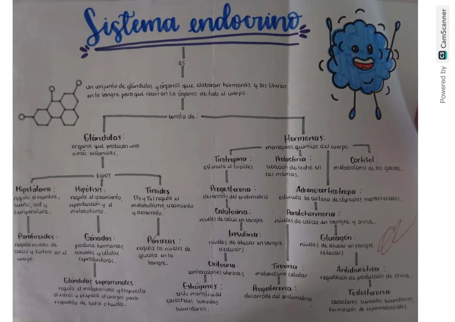 Estructura del
Sistema endocrino
Hipofisis
Pineal
Paraliroides
Tinoides
-Timo
Suprarrenales
Pancrea
Ovarios
Testiculós
Powered by CS CamScan