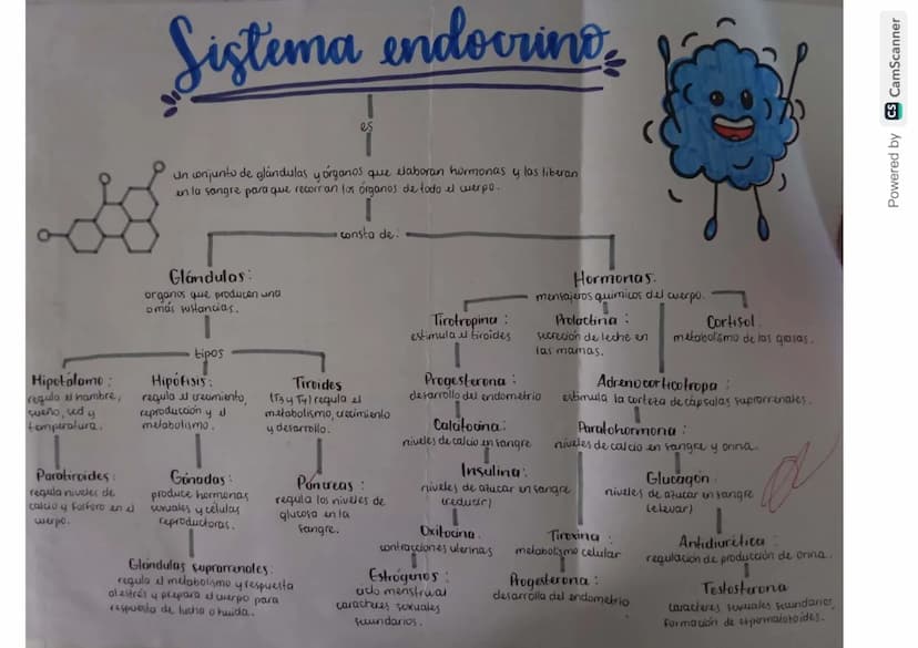 Estructura del
Sistema endocrino
Hipofisis
Pineal
Paraliroides
Tinoides
-Timo
Suprarrenales
Pancrea
Ovarios
Testiculós
Powered by CS CamScan