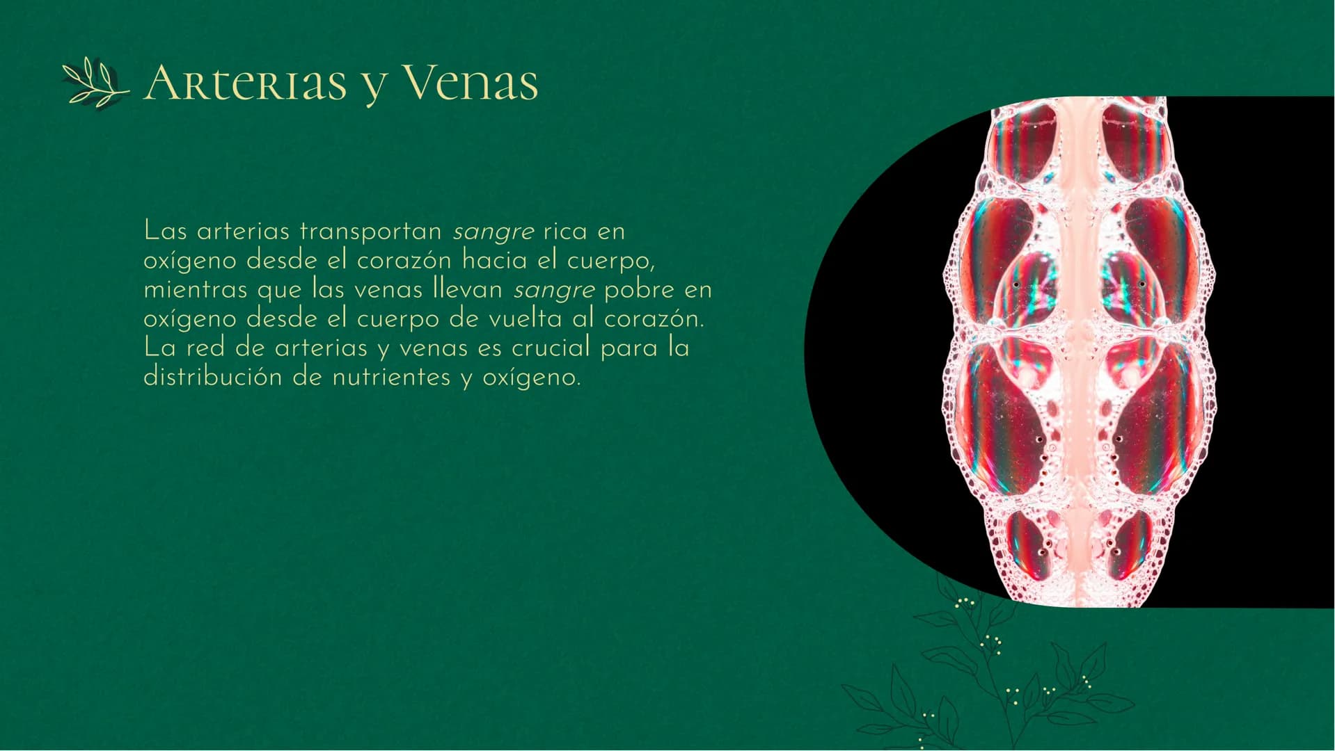 Sistema
CIRCULATORIO:
La Vía De La VIDA INTRODUCCIÓN
El sistema circulatorio es fundamental para la
vida, transporta sangre y nutrientes a t