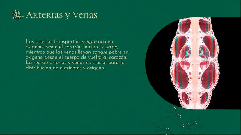 Sistema
CIRCULATORIO:
La Vía De La VIDA INTRODUCCIÓN
El sistema circulatorio es fundamental para la
vida, transporta sangre y nutrientes a t