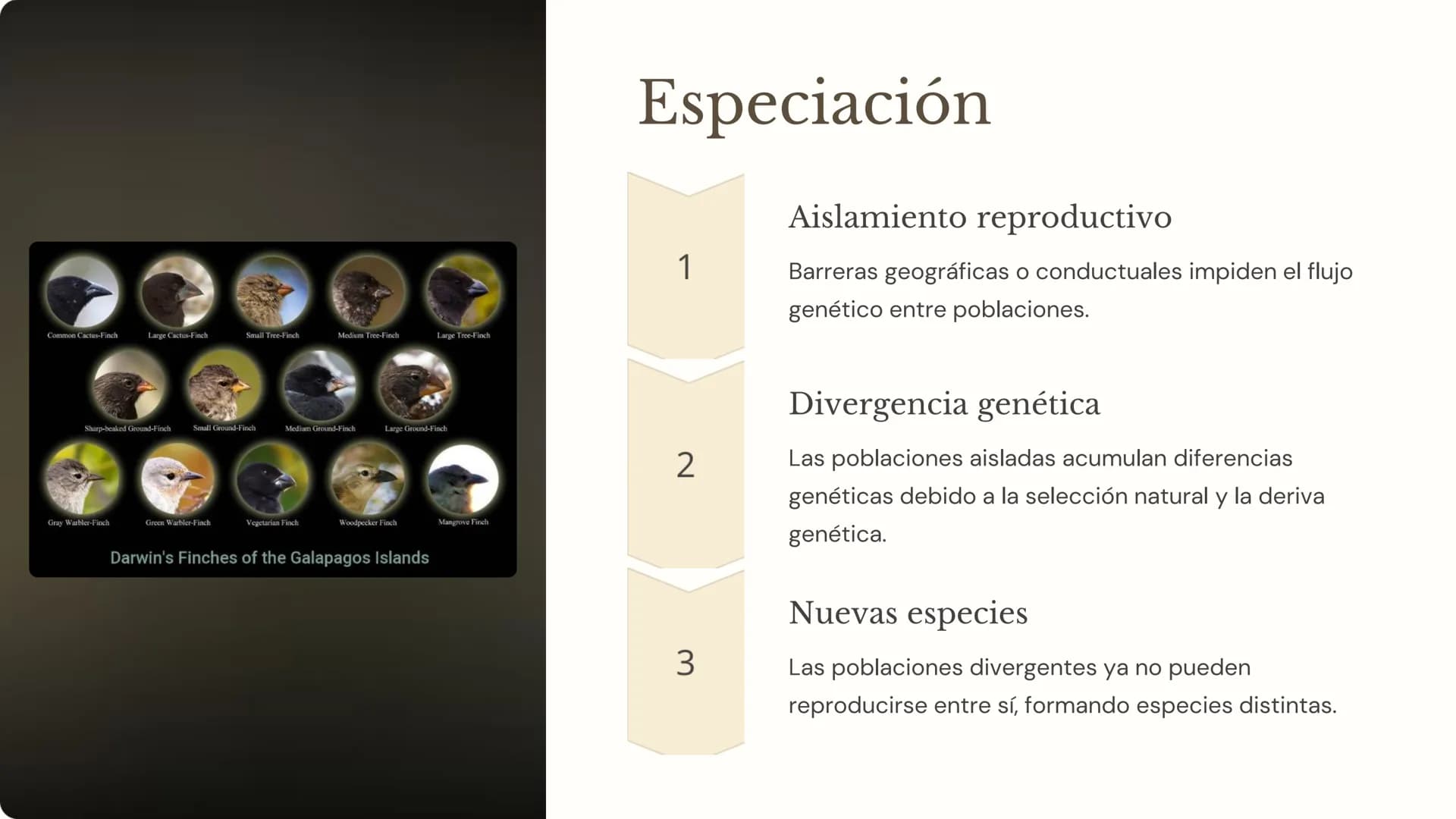 la evolución
La evolución es el proceso mediante el cual las poblaciones de
organismos cambian a lo largo del tiempo. Es un concepto
fundame