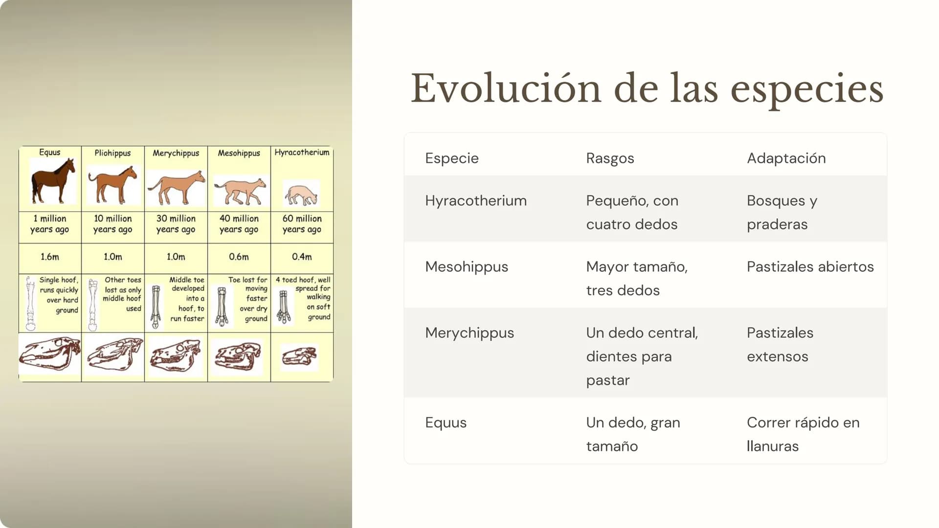 la evolución
La evolución es el proceso mediante el cual las poblaciones de
organismos cambian a lo largo del tiempo. Es un concepto
fundame