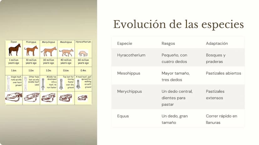 la evolución
La evolución es el proceso mediante el cual las poblaciones de
organismos cambian a lo largo del tiempo. Es un concepto
fundame