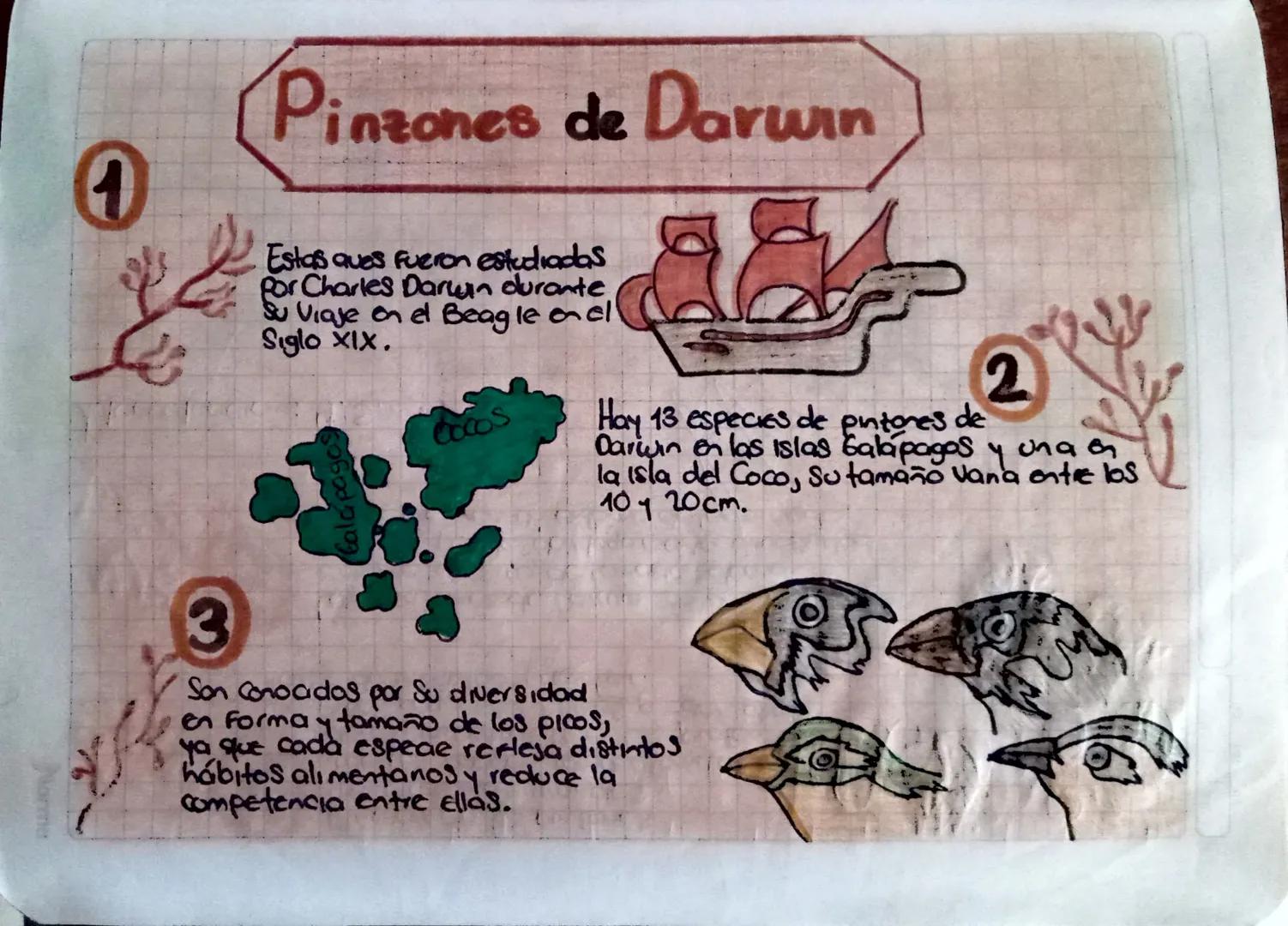 Pinzones de Darwin

Estas ques fueron estudiadas
Por Charles Darwin durante
Su Viaje on el Beagle on el
Siglo XIX.

Calapagos
Cocos

2

Hay 