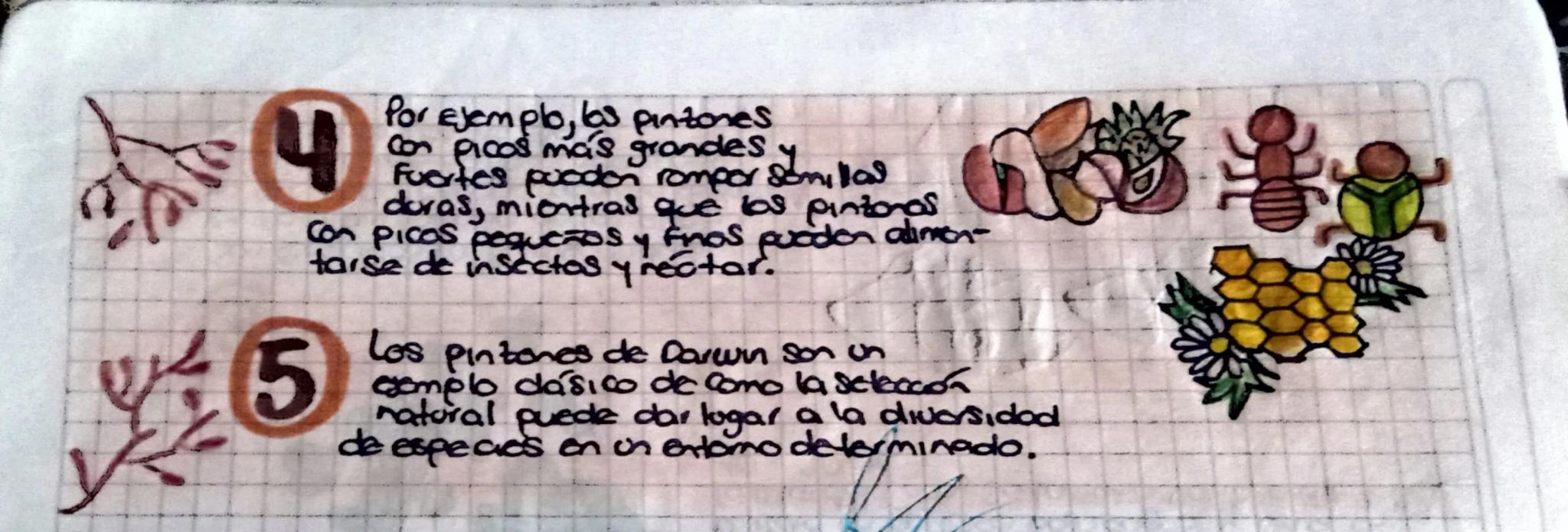 Pinzones de Darwin

Estas ques fueron estudiadas
Por Charles Darwin durante
Su Viaje on el Beagle on el
Siglo XIX.

Calapagos
Cocos

2

Hay 