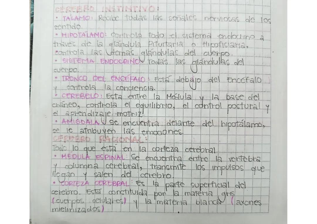 Partes del cerebro instintivo